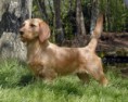 BASSET FULVO DA BRETANHA